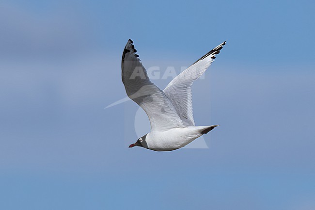  stock-image by Agami/Mathias Putze,