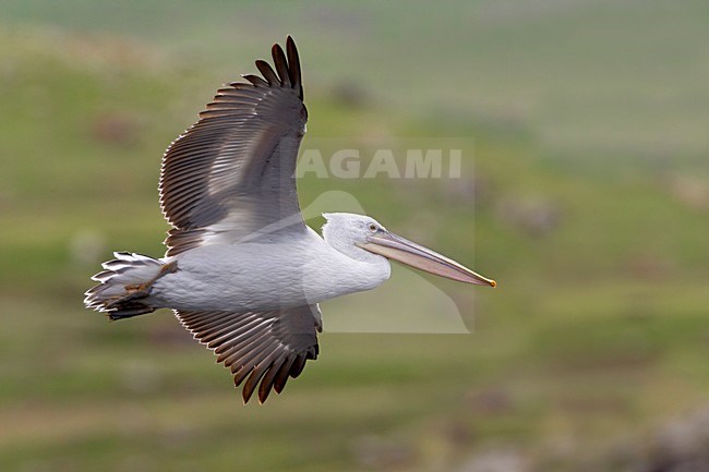 Kroeskoppelikaan in vlucht, Dalmatian Pelican in flight stock-image by Agami/Daniele Occhiato,