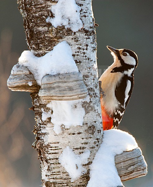 Grote bonte Specht zittend tegen een boom met sneeuw, Great Spotted Woodpecker perched on a tree with snow stock-image by Agami/Roy de Haas,