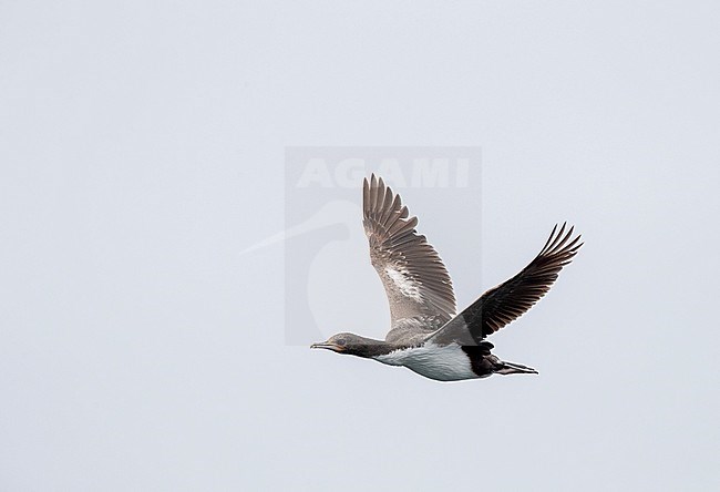 Critically Endangered Chatham Shag (Leucocarbo onslowi), also known as the Chatham Island shag, endemic to the Chatham Islands of New Zealand. Immature flying past. stock-image by Agami/Marc Guyt,