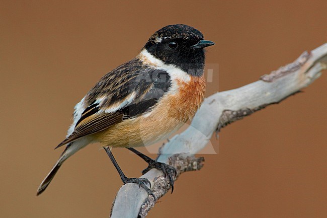 Mannetje Roodborsttapuit; Male European Stonechat stock-image by Agami/Daniele Occhiato,