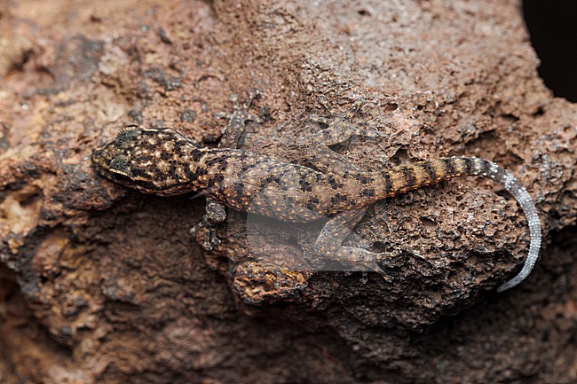 Darwin’s Leaf-toed Gecko (Phyllodactylus darwini) taken the 01/11/2025 at San Cristóbal - Galapagos. stock-image by Agami/Nicolas Bastide,