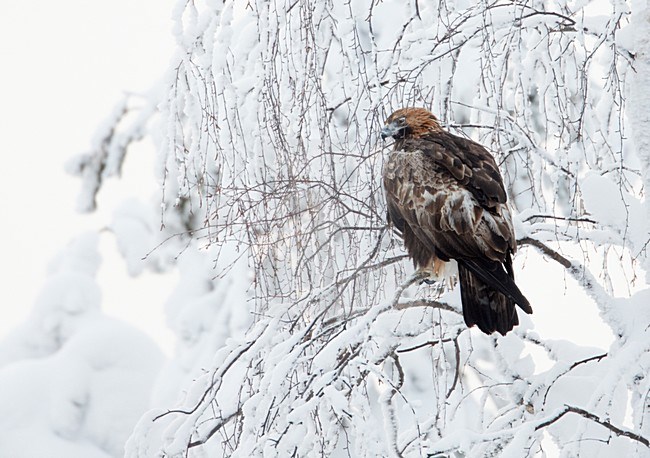 Steenarend zittend in besneeuwde bomen; Golden Eagle perched in snow covered tree stock-image by Agami/Markus Varesvuo,