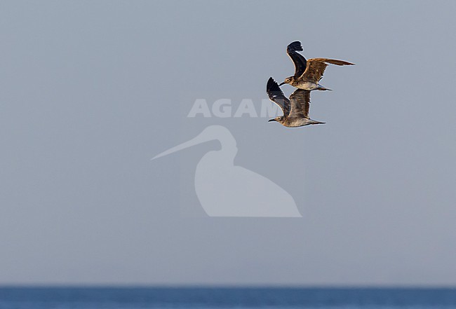 Immature White-eyed gull (Ichthyaetus leucophthalmus) in Eilat, Israel. Two gulls in flight. stock-image by Agami/Yoav Perlman,