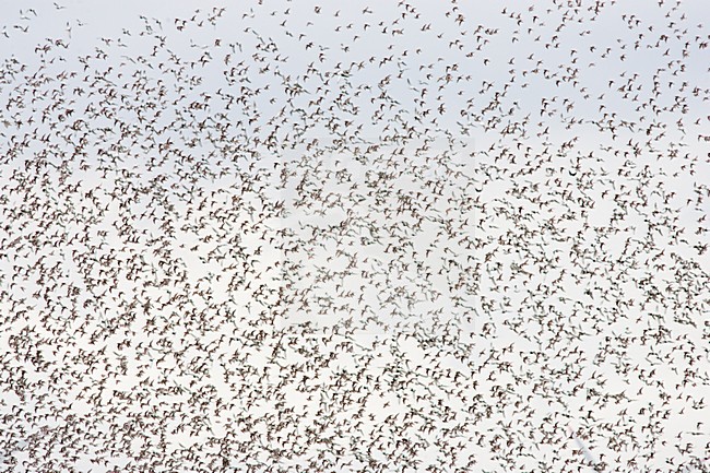 Bonte Strandlopers op trek; Dunlins migrating stock-image by Agami/Menno van Duijn,