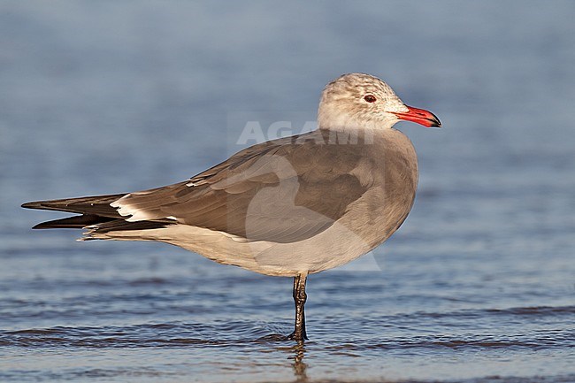 Adult non-breeding
San Luis Obispo Co., CA
November 2010 stock-image by Agami/Brian E Small,