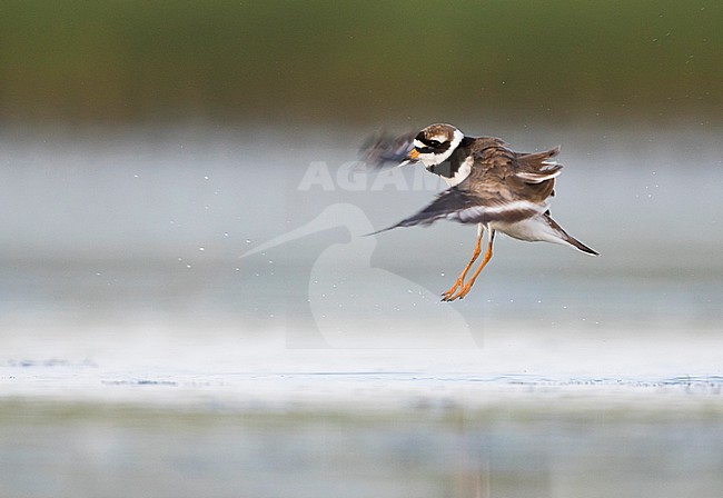 Common Ringed Plover - Sandregenpfeifer - Charadrius hiaticula, Germany, adult stock-image by Agami/Ralph Martin,