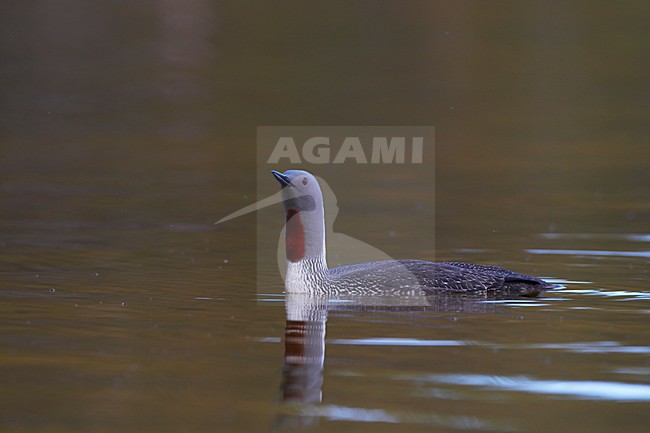 Roodkeelduiker, Red-throated Loon, Gavia stellata stock-image by Agami/Jari Peltomäki,