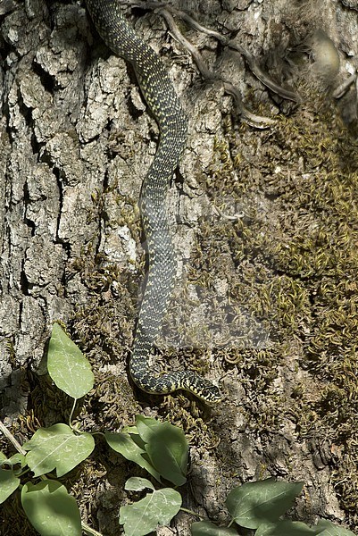 Aesculapian Snake (Zamenis longissimus) on a treetrunk in Tuscany, Italy stock-image by Agami/Kari Eischer,