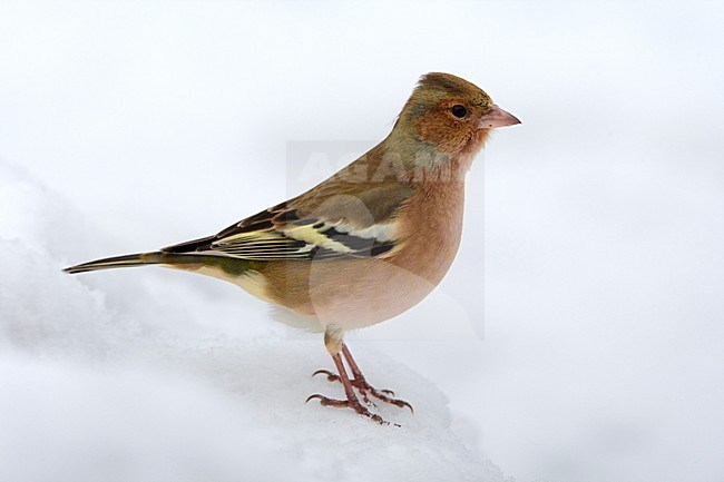 Mannetje Vink; Male Common Chaffinch stock-image by Agami/Daniele Occhiato,