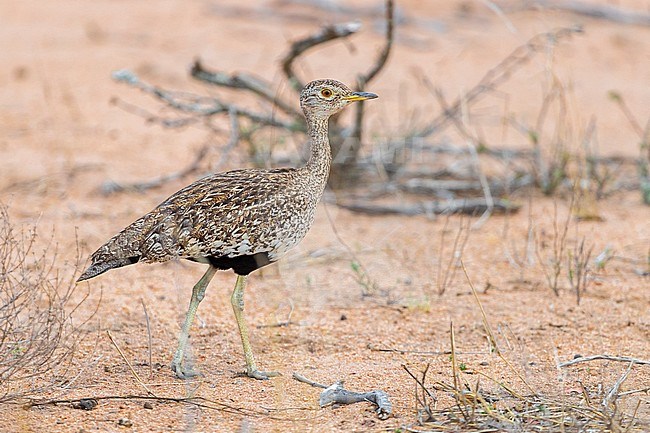 Red-crested Korhaan (Lophotis rufictrista), side view of an adult female standing on the ground, Mpumalanga, South Africa stock-image by Agami/Saverio Gatto,
