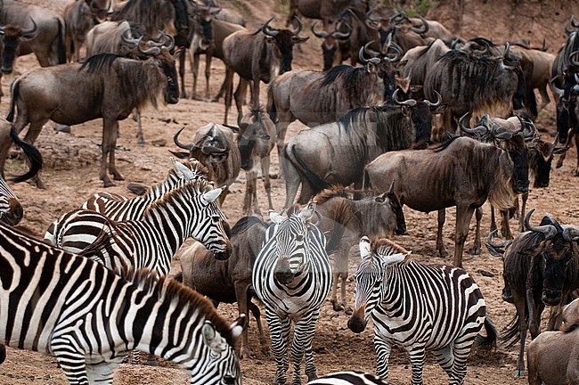 Migrating common zebras, Equus quagga, and wildebeests, Connochaetes taurinus, approaching the Mara River. Mara River, Masai Mara National Reserve, Kenya. stock-image by Agami/Sergio Pitamitz,