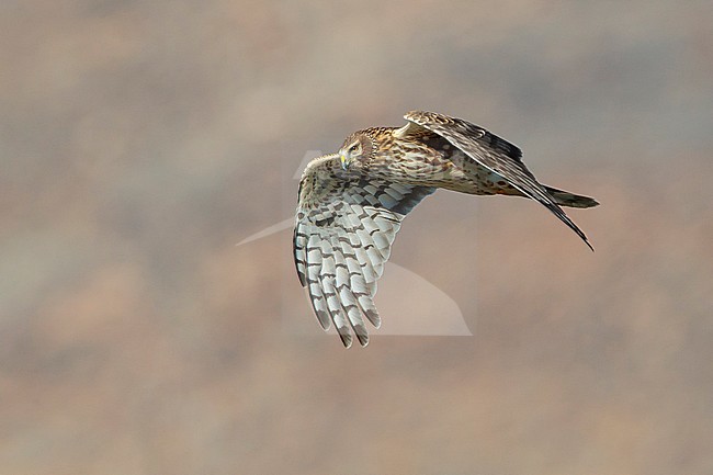 Adult female Northern Harrier (Circus hudsonius) in flight
Riverside Co., CA
November 2016 stock-image by Agami/Brian E Small,