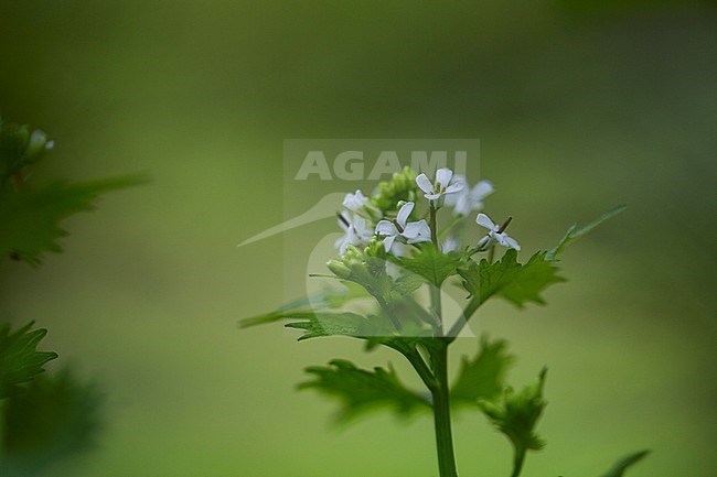 Look zonder look, Garlic Mustard, Alliaria petiolata stock-image by Agami/Wil Leurs,