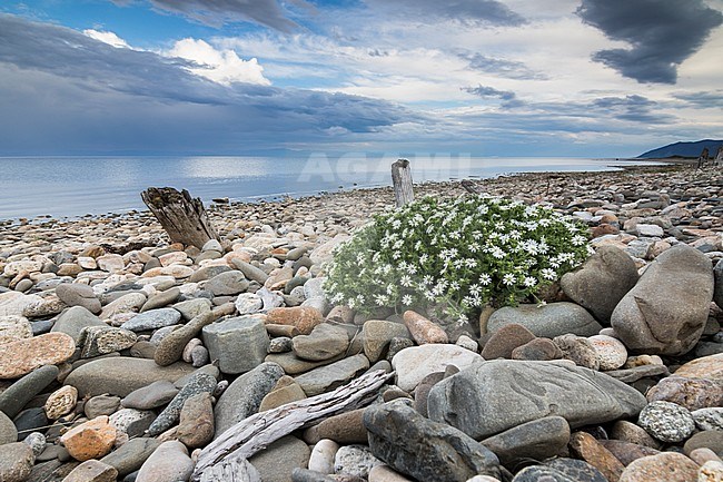 Shore of Lake Baikal, Russia (Irkutsk) stock-image by Agami/Ralph Martin,