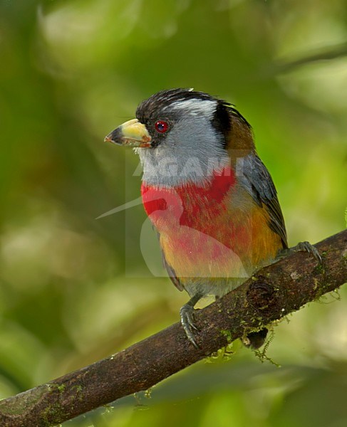 Toekanbaardvogel, Toucan Barbet stock-image by Agami/David Hemmings,