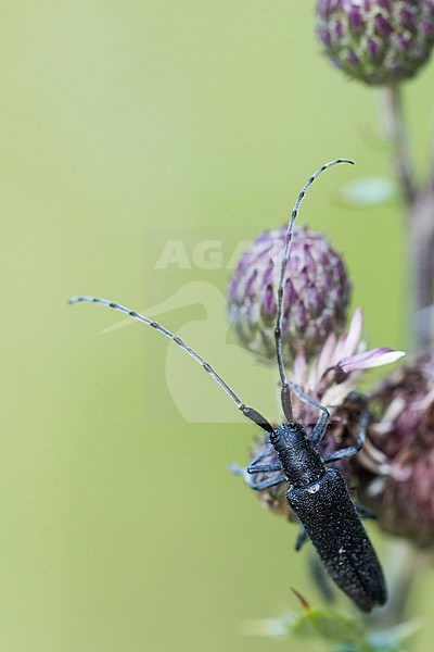 Agapanthia villosoviridescens - Golden-bloomed grey longhorn beetle - Scheckhorn-Distelbock, Slovenia, imago stock-image by Agami/Ralph Martin,