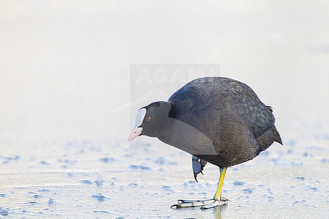 Eurasian Coot, Fulica atra in winter setting stock-image by Agami/Menno van Duijn,