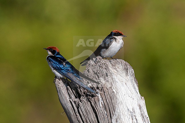Wire-tailed swallows, Hirunda smithii, perched on a tree stump. Chobe River, Chobe National Park, Kasane, Botswana. stock-image by Agami/Sergio Pitamitz,