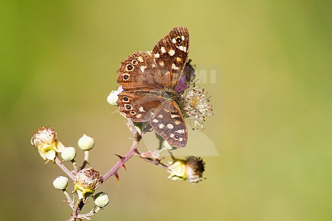 Speckled Wood, Pararge aegeria stock-image by Agami/Steve Gantlett,