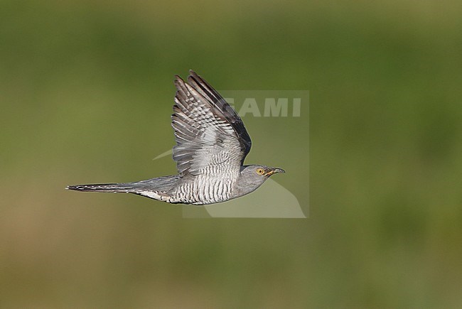 Eurasian Cuckoo (Cuculus canorus) in flight against a green natural background in Denmark. stock-image by Agami/Helge Sorensen,