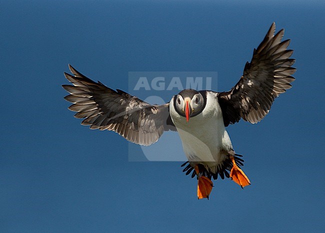 Papegaaiduiker in de vlucht; Atlantic Puffin in flight stock-image by Agami/Danny Green,