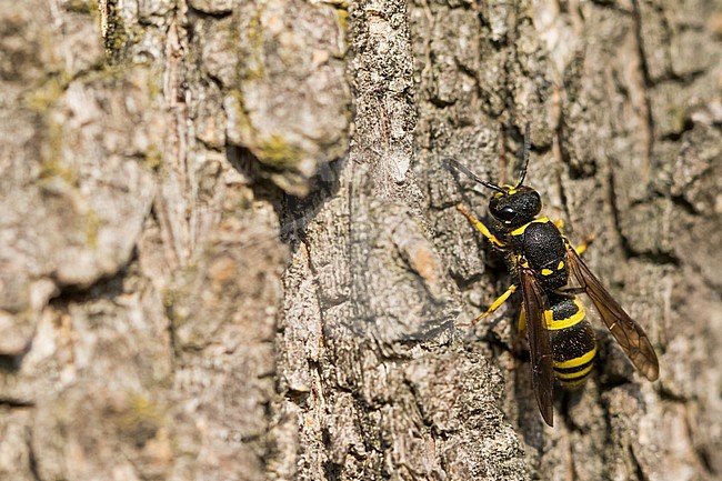 Ancistrocerus nigricornis, Germany (Baden-Württemberg), imago stock-image by Agami/Ralph Martin,