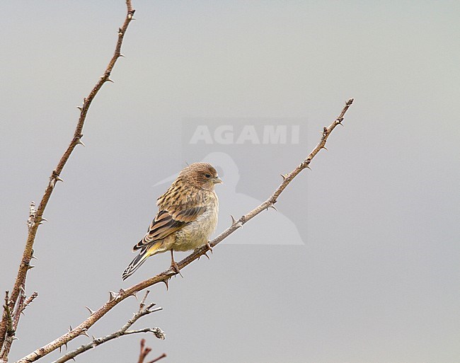 Juvenile Red-fronted Serin (Serinus pusillus) in Northern Iran stock-image by Agami/Edwin Winkel,