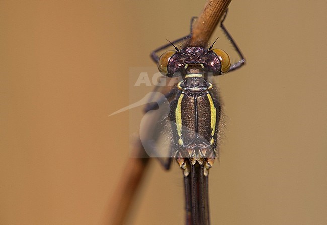 Imago Vuurjuffer; Adult Large Red Damselfly; stock-image by Agami/Fazal Sardar,