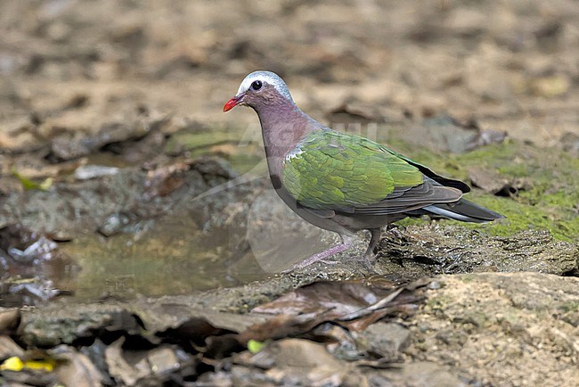 Asian Emerald Dove (Chalcophaps indica) at Kaeng Krachan NP, Thailand stock-image by Agami/David Monticelli,