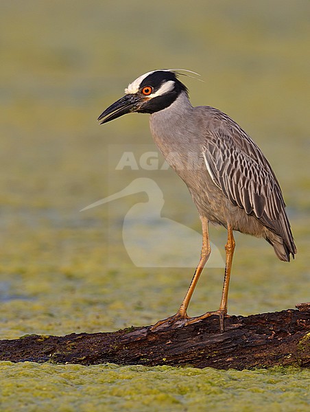 Adult 
Brazoria Co., TX
April 2011 stock-image by Agami/Brian E Small,