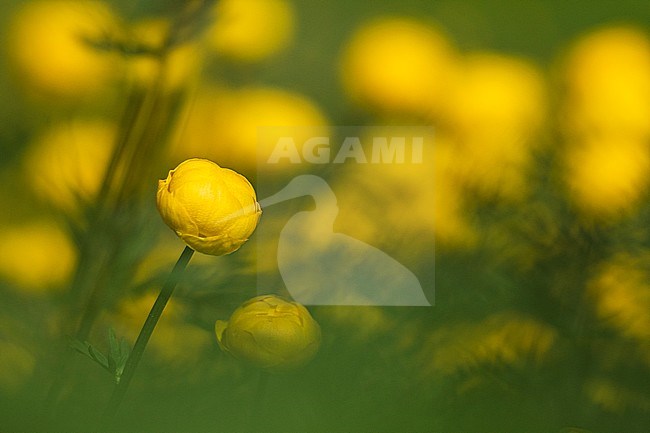 Globeflower, Trollius europaeus stock-image by Agami/Wil Leurs,