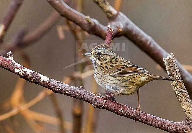 First winter Lincoln's Sparrow near Ponk House in Middle Fields, Corvo. October 2010. stock-image by Agami/Vincent Legrand,