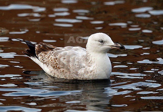 Pontische meeuw; Caspian gull stock-image by Agami/Chris van Rijswijk,