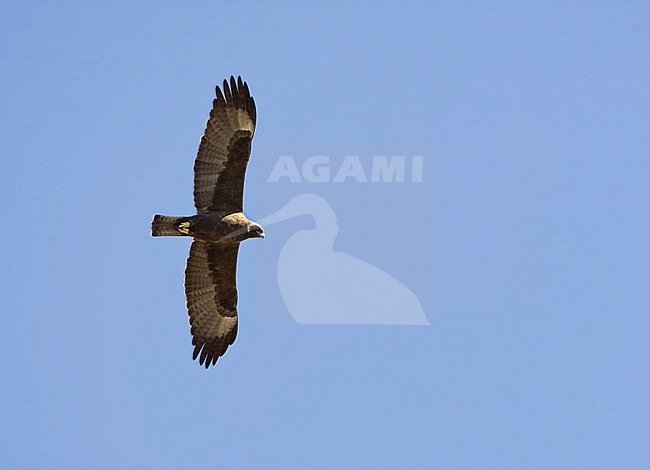 Wahlbergs Arend, Wahlberg's Eagle, Hieraaetus wahlbergi stock-image by Agami/Marc Guyt,