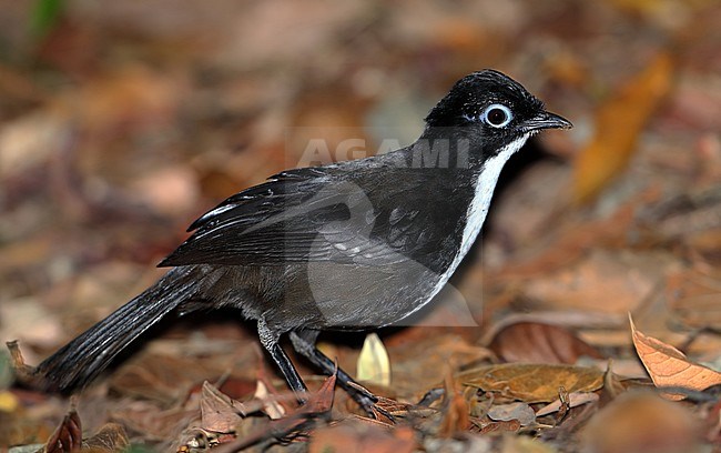 Female Chowchilla (Orthonyx spaldingii) at Mount Lewis in Mount Lewis National Park, Queensland, Australia. Standing on the ground in leaf litter. stock-image by Agami/Aurélien Audevard,