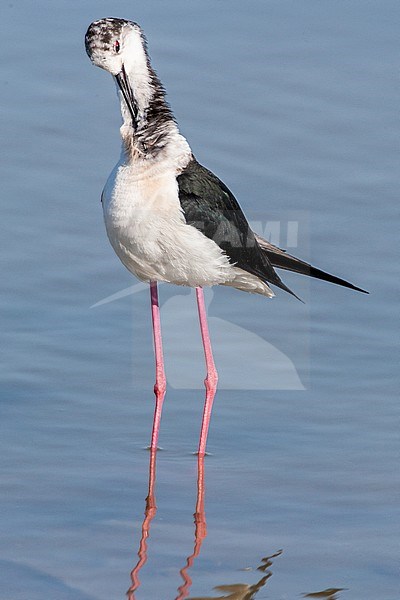 Black-winged Stilt (Himantopus himantopus) preening at the Skala Kalloni Salt Pans, on the island of Lesvos, Greece stock-image by Agami/Marc Guyt,