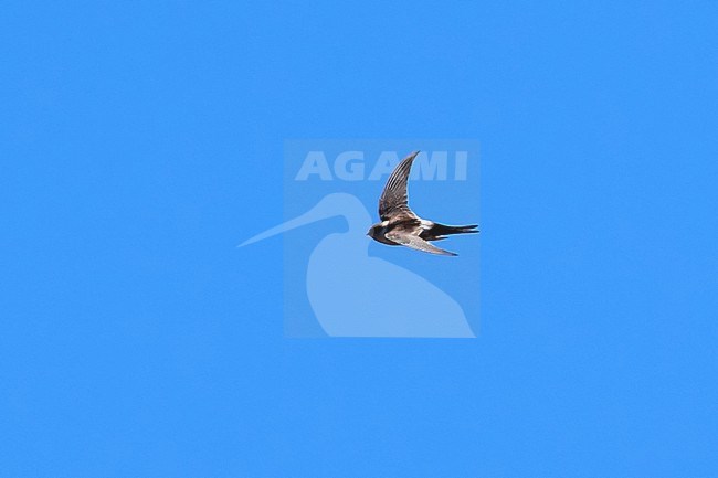 Andean Swift (Aeronautes andecolus) flying against a blue sky as a background, Andes of Bolivia stock-image by Agami/Tomas Grim,