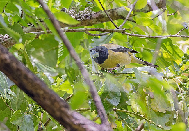 Hooded Grosbeak (Hesperiphona abeillei) in Western Mexico. stock-image by Agami/Pete Morris,