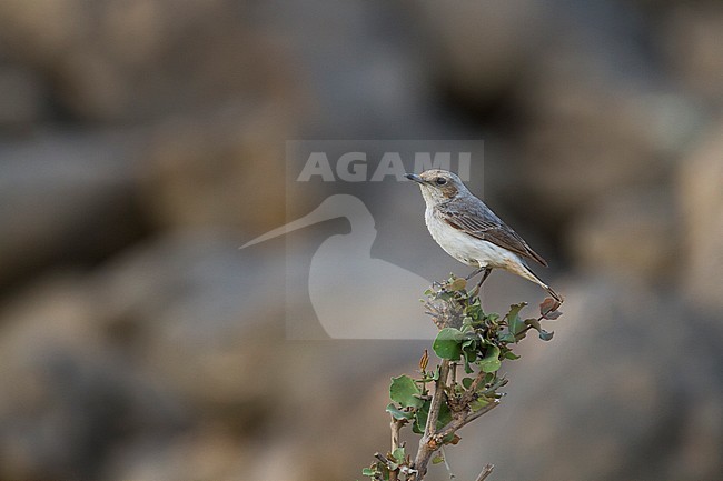Arabian Wheatear - Schwarzrücken-Steinschmätzer - Oenanthe lugens ssp. lugentoides, Oman, adult female stock-image by Agami/Ralph Martin,