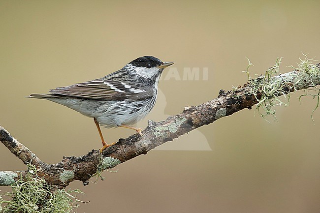 Adult male Blackpoll Warbler (Setophaga striata) during spring migration at Galveston County, Texas, USA. stock-image by Agami/Brian E Small,