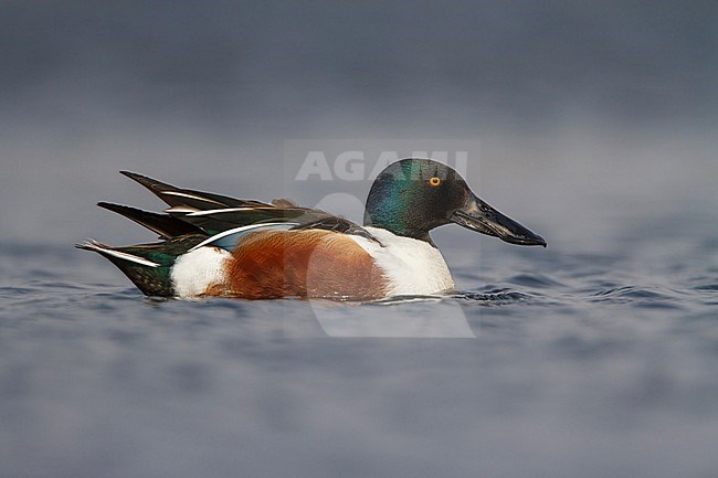 Slobeend man laagstandpunt op het water; Northern Shoveler male low point of view on water; stock-image by Agami/Walter Soestbergen,