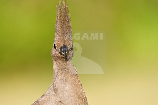 Vale Toerako, Grey Go-Away-Bird, Corythaixoides concolor stock-image by Agami/Marc Guyt,