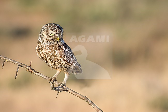 Little Owl looks for prey from a thin branch with thorns stock-image by Agami/Onno Wildschut,