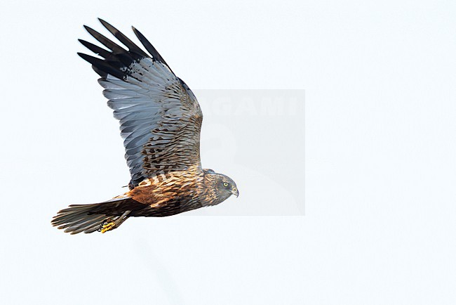 adult male western marsh harrier (Circus aeruginosus) in flight, found at Texel in the Netherlands stock-image by Agami/Mathias Putze,