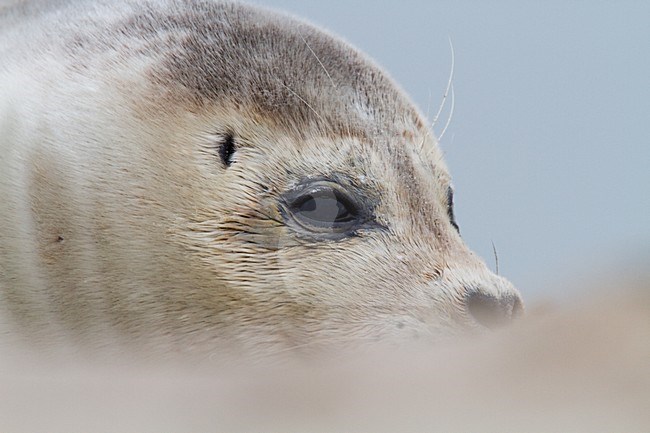 Gewone zeehond beeldvullend; Harbour Seal close-up stock-image by Agami/Menno van Duijn,