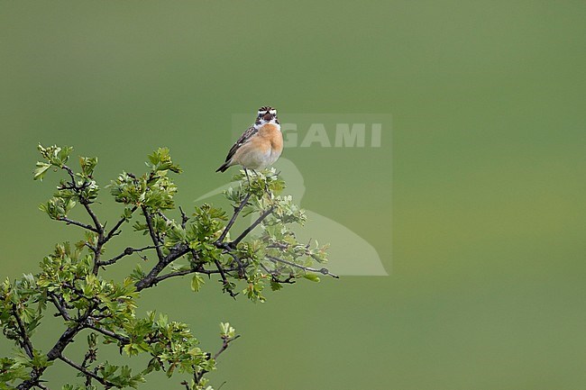 Whinchat - Braunkehlchen - Saxicola rubetra, Germany, adult male stock-image by Agami/Ralph Martin,