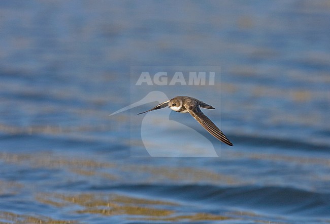 Sand martin in flight, Oeverzwaluw in vlucht stock-image by Agami/Jari Peltomäki,