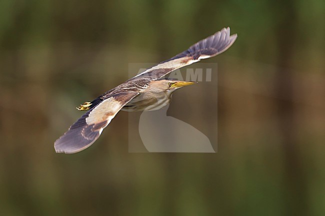 Tarabusino; Little Bittern; Ixobrychus minutus stock-image by Agami/Daniele Occhiato,