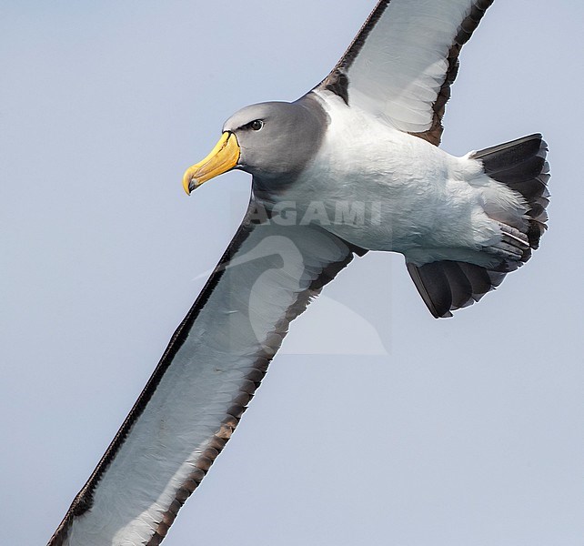 Chatham Albatross (Thalassarche eremita) at sea off the Chatham Islands in New Zealand. Closeup of an adult flying close overhead. stock-image by Agami/Marc Guyt,